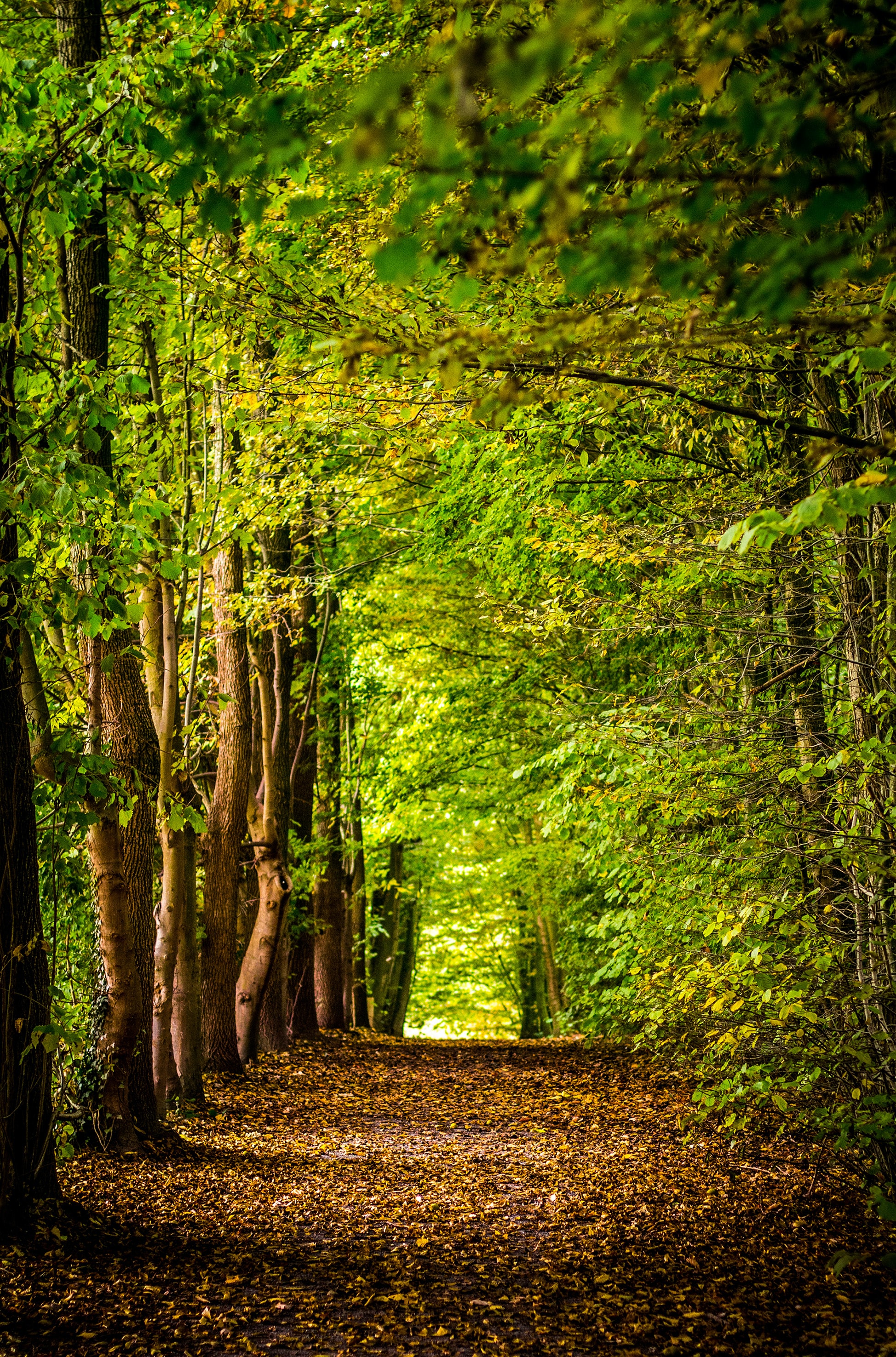 Bosque