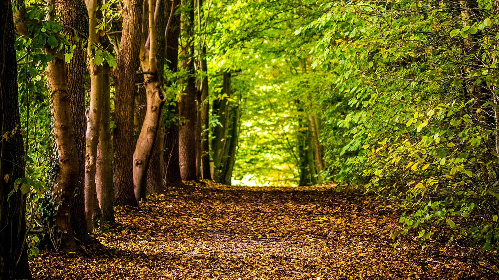 Bosque
